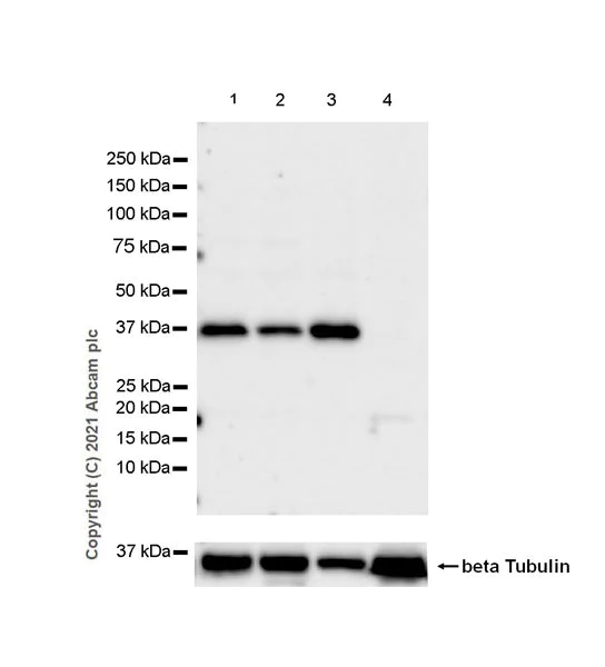 Western blot - Anti-IL-20R2 antibody [EPR24558-81] (AB281996)