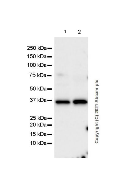 Western blot - Anti-IL-20R2 antibody [EPR24558-81] (AB281996), expandable thumbnail