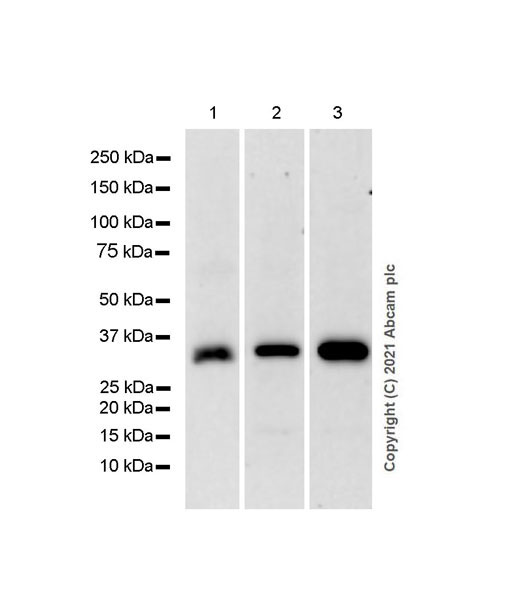 Western blot - Anti-IL-20R2 antibody [EPR24558-81] (AB281996), expandable thumbnail