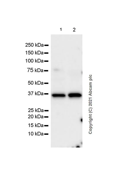 Western blot - Anti-IL-20R2 antibody [EPR24558-81] - BSA and Azide free (AB282017)
