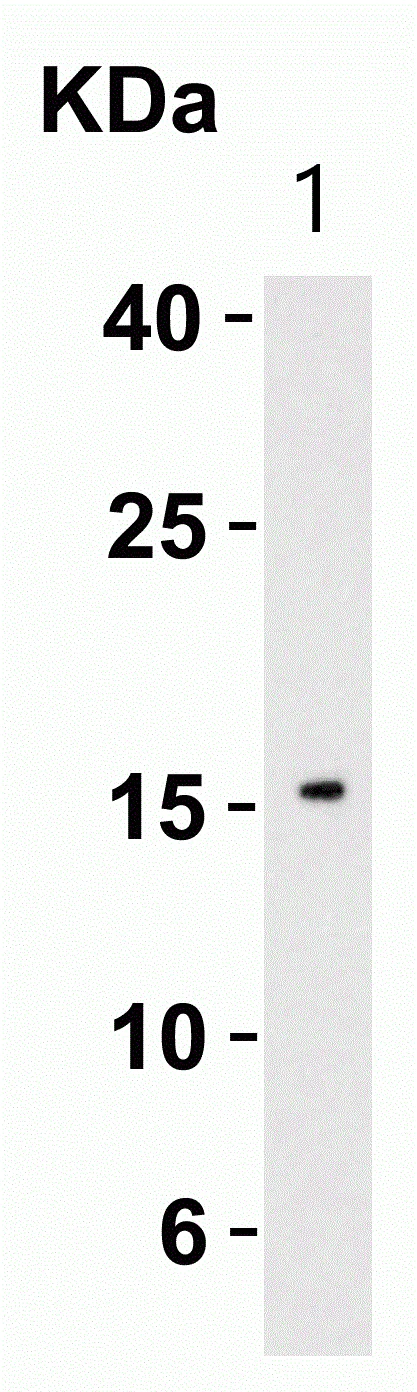 Western blot - Anti-IL-21 antibody (AB5978)