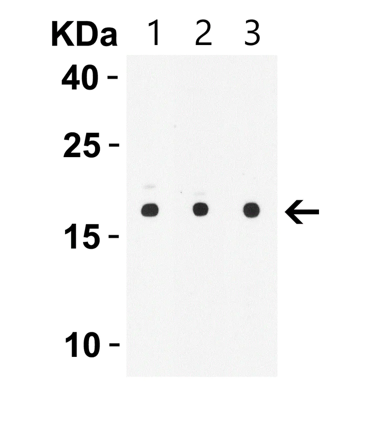 Western blot - Anti-IL-21 antibody (AB5978)