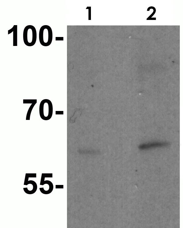 Western blot - Anti-IL-21R antibody (AB5980)