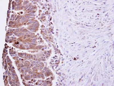 Immunohistochemistry (Formalin/PFA-fixed paraffin-embedded sections) - Anti-IL-22 antibody (AB228687)