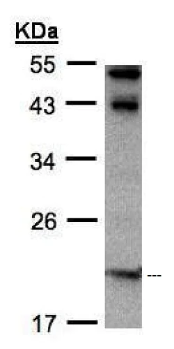 Western blot - Anti-IL-22 antibody (AB228687)