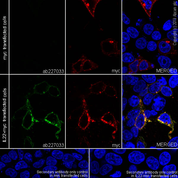 Immunocytochemistry/ Immunofluorescence - Anti-IL-22 antibody [EPR20211-49] - BSA and Azide free (AB263954)