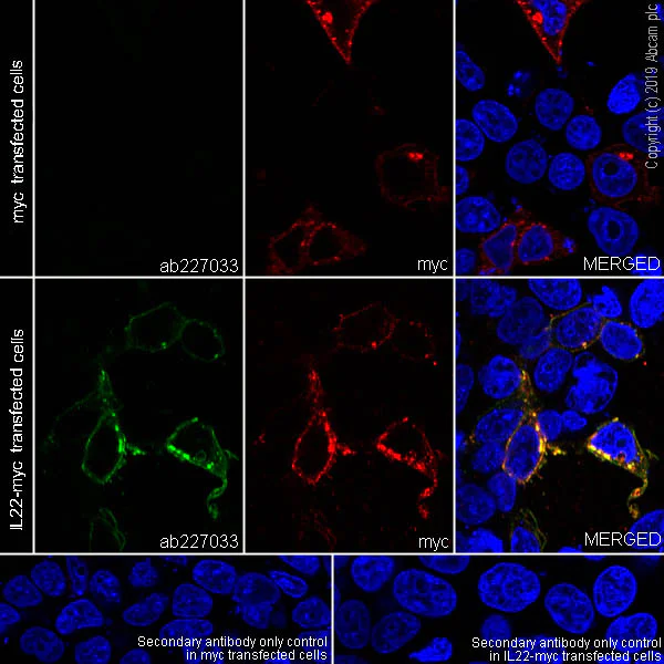 Immunocytochemistry/ Immunofluorescence - Anti-IL-22 antibody [EPR20211-49] - BSA and Azide free (AB263954)