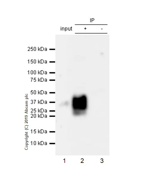 Immunoprecipitation - Anti-IL-22 antibody [EPR20211-49] - BSA and Azide free (AB263954)