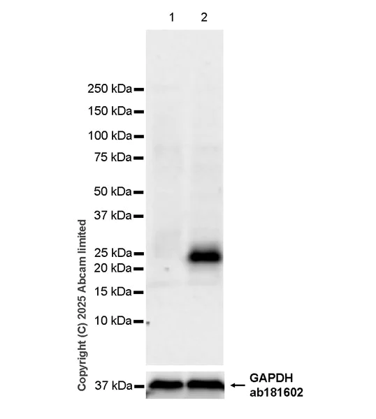 Western blot - Anti-IL-22 antibody [EPR29923-534] (AB324597)