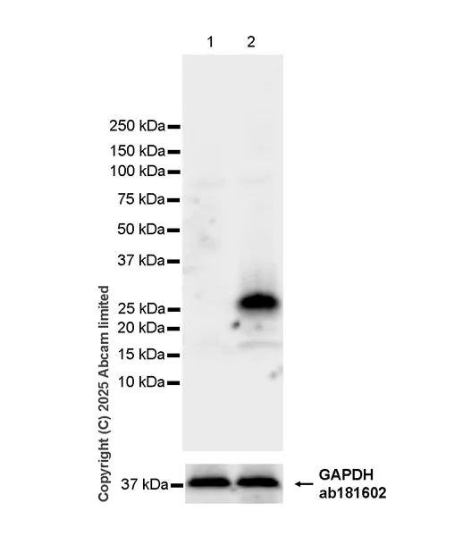 Western blot - Anti-IL-22 antibody [EPR29923-534] (AB324597)