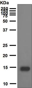 Western blot - Anti-IL-22 antibody [EPR5741] (AB133545)