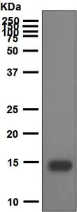 Western blot - Anti-IL-22 antibody [EPR5741] - BSA and Azide free (AB174534)