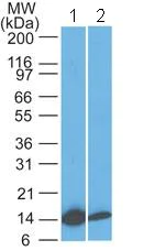 Western blot - Anti-IL-22 antibody [IMG8F11E2] (AB134035)