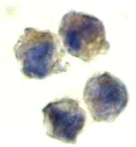 Immunocytochemistry - Anti-IL-22RA1 antibody (AB5984)