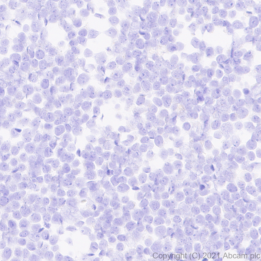 Immunohistochemistry (Formalin/PFA-fixed paraffin-embedded sections) - Anti-IL-22RA1 antibody [EPR24559-15] (AB283677)
