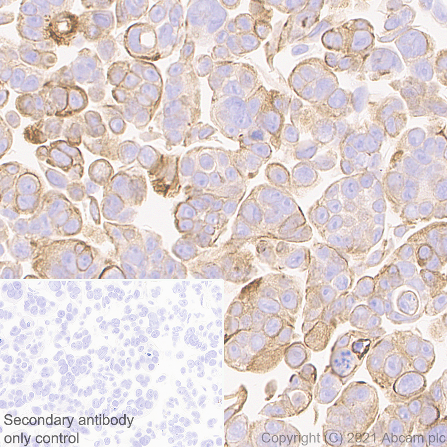 Immunohistochemistry (Formalin/PFA-fixed paraffin-embedded sections) - Anti-IL-22RA1 antibody [EPR24559-15] (AB283677)