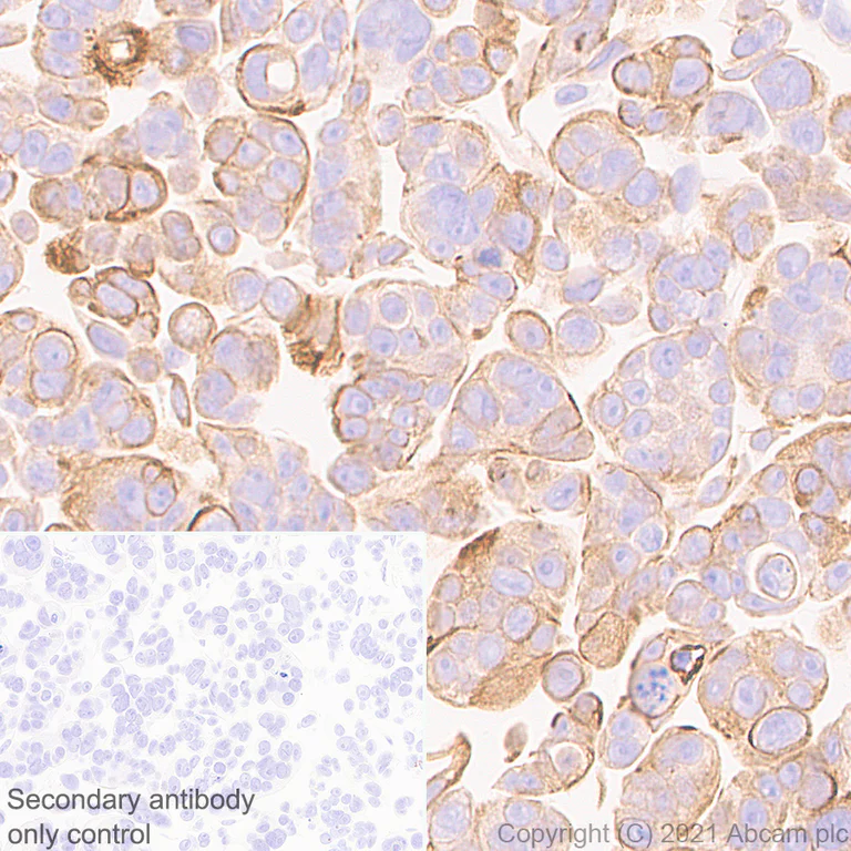 Immunohistochemistry (Formalin/PFA-fixed paraffin-embedded sections) - Anti-IL-22RA1 antibody [EPR24559-15] - BSA and Azide free (AB283701)