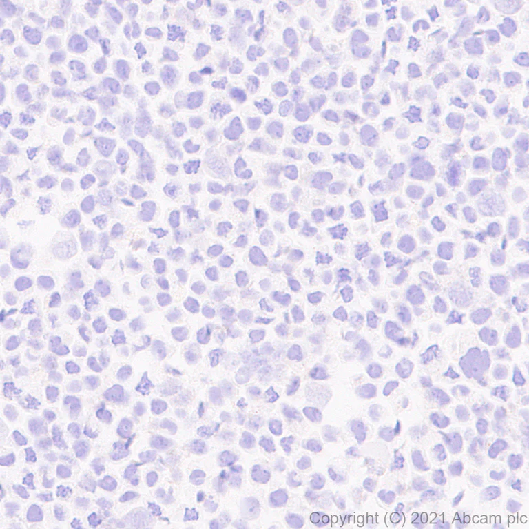 Immunohistochemistry (Formalin/PFA-fixed paraffin-embedded sections) - Anti-IL-22RA1 antibody [EPR24559-15] - BSA and Azide free (AB283701)