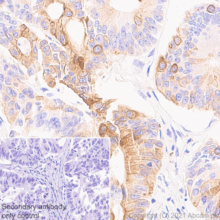 Immunohistochemistry (Formalin/PFA-fixed paraffin-embedded sections) - Anti-IL-22RA1 antibody [EPR24559-15] - BSA and Azide free (AB283701)