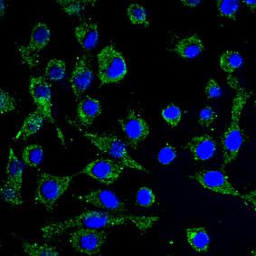 Immunocytochemistry/ Immunofluorescence - Anti-IL-23 antibody (AB45420)