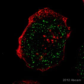 Immunocytochemistry/ Immunofluorescence - Anti-IL-23 antibody (AB45420)