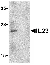 Western blot - Anti-IL-23 antibody (AB45420)