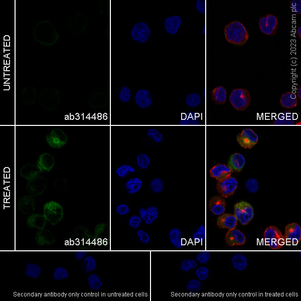 Immunocytochemistry/ Immunofluorescence - Anti-IL-23 antibody [EPR26364-40] - BSA and Azide free (AB314487)