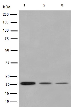 Western blot - Anti-IL-23 antibody [EPR5585(N)] - BSA and Azide free (AB240967), expandable thumbnail