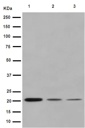 Western blot - Anti-IL-23 antibody [EPR5585(N)] - BSA and Azide free (AB240967)