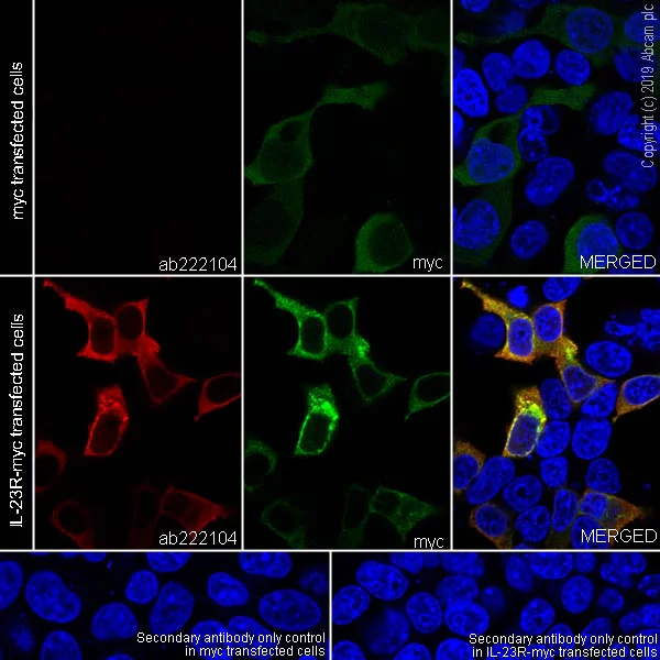 Immunocytochemistry/ Immunofluorescence - Anti-IL-23R antibody [EPR22838-4] (AB222104)
