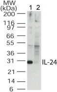 Western blot - Anti-IL-24 antibody (AB115207)