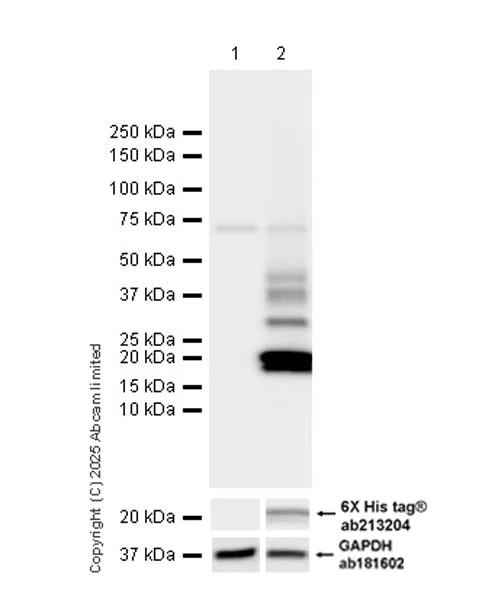 Western blot - Anti-IL-24 antibody [EPR28683-20] (AB325236)