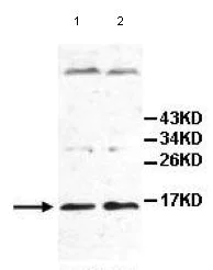 Western blot - Anti-IL-25 antibody (AB108530)