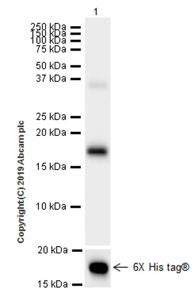 Western blot - Anti-IL-26 antibody [EPR22268-141] (AB224198)