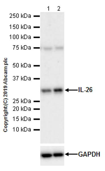 Western blot - Anti-IL-26 antibody [EPR22268-141] (AB224198)