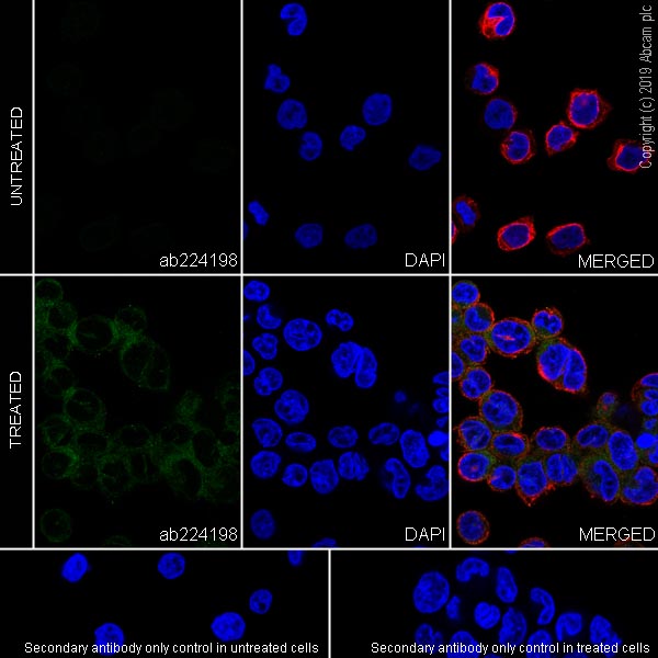 Immunocytochemistry/ Immunofluorescence - Anti-IL-26 antibody [EPR22268-141] - BSA and Azide free (AB254476)