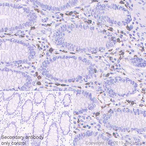 Immunohistochemistry (Formalin/PFA-fixed paraffin-embedded sections) - Anti-IL-26 antibody [EPR22268-141] - BSA and Azide free (AB254476)