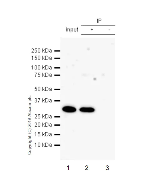 Immunoprecipitation - Anti-IL-26 antibody [EPR22268-141] - BSA and Azide free (AB254476)