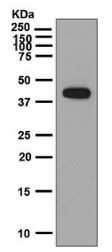 Western blot - Anti-IL-26 antibody [EPR6745] - BSA and Azide free (AB232180)
