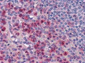 Immunohistochemistry (Formalin/PFA-fixed paraffin-embedded sections) - Anti-IL-27-A antibody (AB118910)
