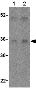 Western blot - Anti-IL-27-A antibody (AB118910)