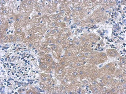 Immunohistochemistry (Formalin/PFA-fixed paraffin-embedded sections) - Anti-IL-27-A antibody (AB229139)