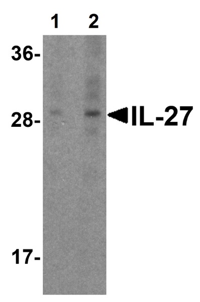 Western blot - Anti-IL-27-A antibody (AB62501)