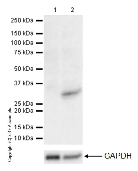 Western blot - Anti-IL-27-A antibody [EPR18247-101] (AB190831)