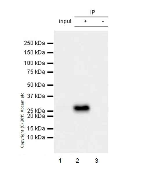 Immunoprecipitation - Anti-IL-27-A antibody [EPR18247-101] - BSA and Azide free (AB252238)
