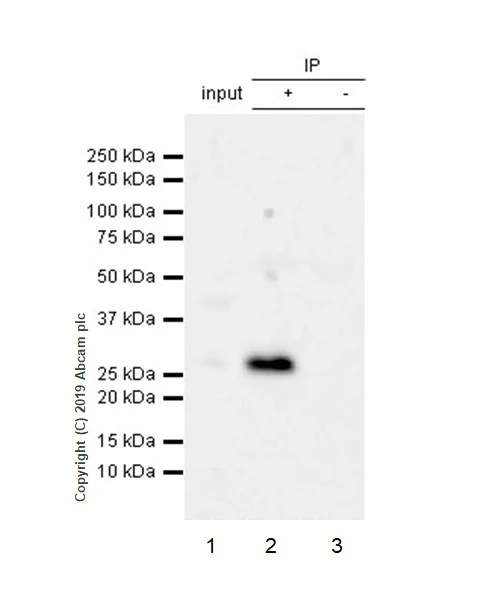 Immunoprecipitation - Anti-IL-27-A antibody [EPR18247-86] (AB252216)