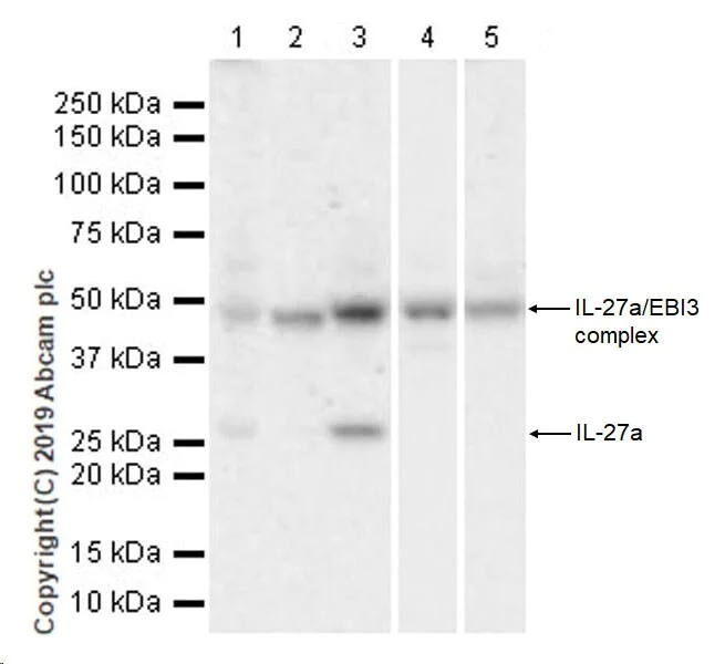 Western blot - Anti-IL-27-A antibody [EPR18247-86] (AB252216)