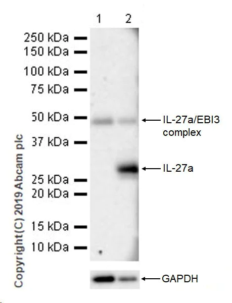 Western blot - Anti-IL-27-A antibody [EPR18247-86] (AB252216)