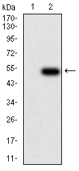 Western blot - Anti-IL-28A antibody [7B9A4] (AB233761)
