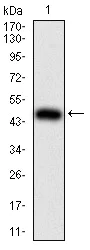 Western blot - Anti-IL-28A antibody [7B9A4] (AB233761)